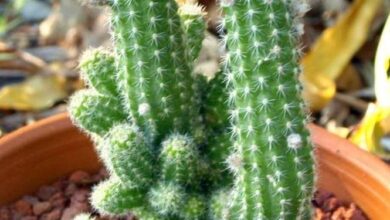 Photo of Cuidados com a planta Echinopsis chamaecereus ou Peanut Cactus