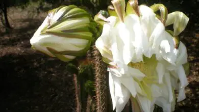 Photo of Cuidados com a planta Echinopsis spachiana ou Cardón