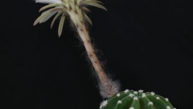 Photo of Cuidados com a planta Echinopsis subdenudata ou cacto de lírio da Páscoa