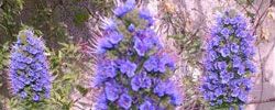 Photo of Cuidados com a planta Echium fastuosum, Taginaste ou Viborera