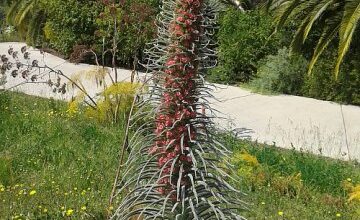 Photo of Cuidados com a planta Echium wildpretii ou Tajinaste rojo