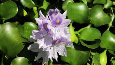 Photo of Cuidados com a planta Eichhornia crassipes ou jacinto de água