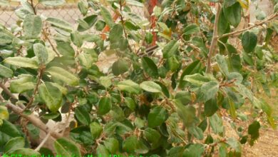 Photo of Cuidados com a planta Elaeagnus pungens ou Eleagno