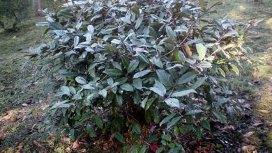 Photo of Cuidados com a planta Elaeagnus × ebbingei ou Eleagno