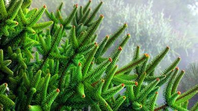 Photo of Cuidados com a planta Elaeagnus x reflexa ou Eleagno spinosa
