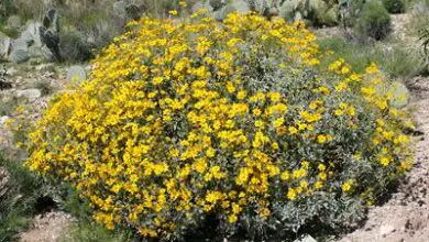 Photo of Cuidados com a planta Encelia farinosa ou Incenso