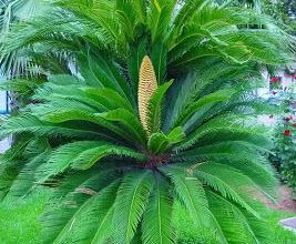 Photo of Cuidados com a planta Encephalartos altensteinii ou Cica spinosa