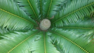 Photo of Cuidados com a planta Encephalartos lebomboensis ou Cica de Lebombo