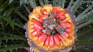 Photo of Cuidados com a planta Encephalartos natalensis ou Cica de Natal