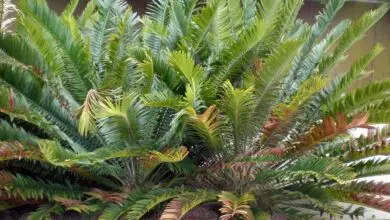 Photo of Cuidados com a planta Encephalartos senticosus ou Lebombo