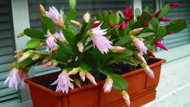 Photo of Cuidados com a planta Epiphyllum ackermannii ou pluma de Santa Teresa