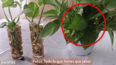 Photo of Cuidados com a planta Epipremnum aureum ou Potus