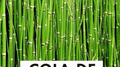 Photo of Cuidados com a planta Equisetum hyemale ou Winter Equiseto