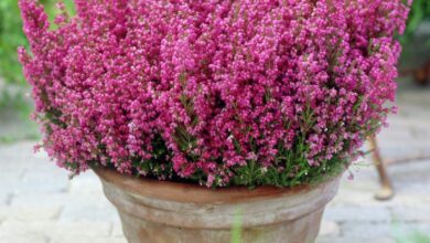 Photo of Cuidados com a planta Erica gracilis ou Pink Heather