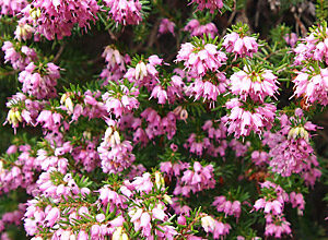 Photo of Cuidados com a planta Erica hyemalis ou Cape Heather