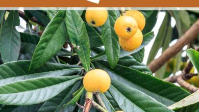 Photo of Cuidados com a planta Eriobotrya japonica ou Loquat