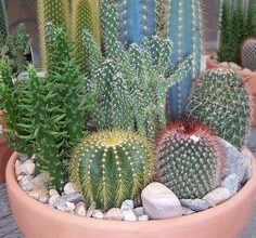 Photo of Cuidados com a planta Eriosyce paucicostata ou Poucas costelas