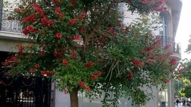 Photo of Cuidados com a planta Erythrina crista-galli ou Coral