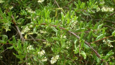 Photo of Cuidados com a planta Escallonia illinita ou Barraco