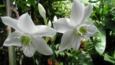 Photo of Cuidados com a planta Eucaristia x grandiflora ou Lírio Amazônico