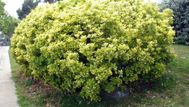 Photo of Cuidados com a planta Euonymus japonicus, Evonymus ou Bonetero