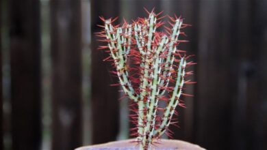 Photo of Cuidados com a planta Euphorbia aeruginosa ou Euphorbia aeruginosa