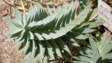 Photo of Cuidados com a planta Euphorbia bivonae ou Platera