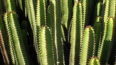 Photo of Cuidados com a planta Euphorbia canariensis, Cardón ou Cordones