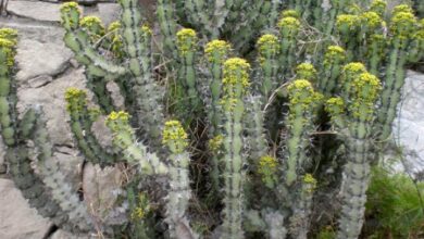 Photo of Cuidados com a planta Euphorbia coerulescens ou Noor dulce