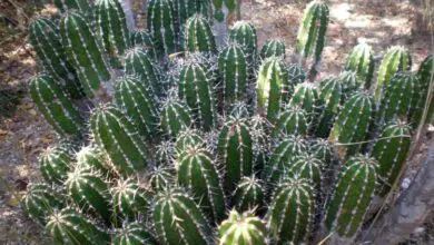 Photo of Cuidados com a planta Euphorbia echinus ou Cardón de Mogador