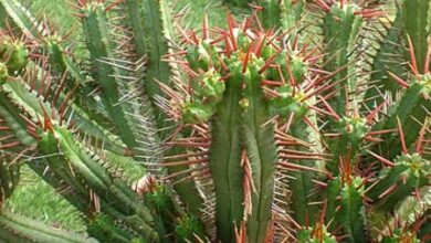 Photo of Cuidados com a planta Euphorbia enopla ou Euforbia alfiltero