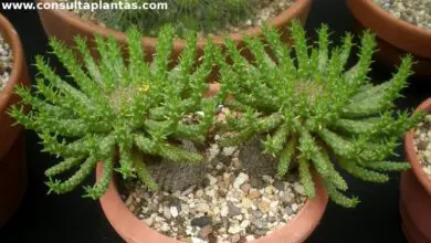 Photo of Cuidados com a planta Euphorbia flanaganii ou Medusa Head