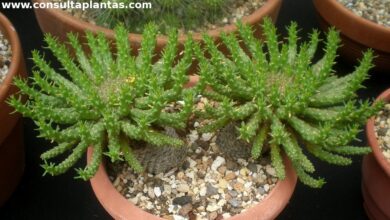 Photo of Cuidados com a planta Euphorbia flanaganii ou Medusa Head