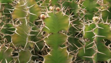 Photo of Cuidados com a planta Euphorbia grandicornis ou Cow Horn