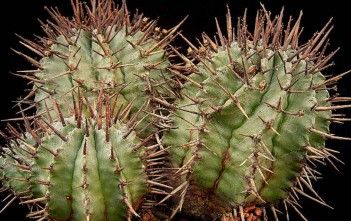 Photo of Cuidados com a planta Euphorbia horrida ou barril de leite africano