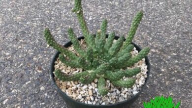 Photo of Cuidados com a planta Euphorbia inermis ou Corona verde