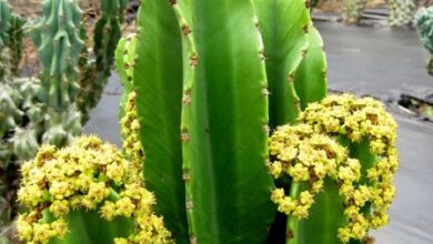 Photo of Cuidados com a planta Euphorbia ingens ou candelabro