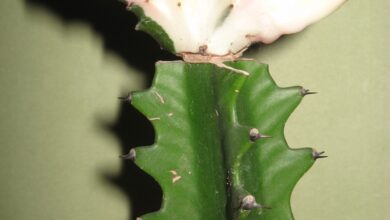 Photo of Cuidados com a planta Euphorbia lactea cristata ou planta cristata