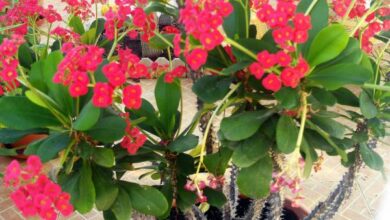 Photo of Cuidados com a planta Euphorbia milii ou coroa de espinhos