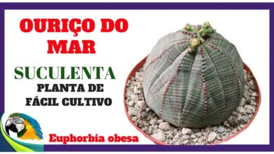 Photo of Cuidados com a planta Euphorbia obesa ou Ouriço-do-mar