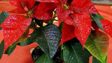 Photo of Cuidados com a planta Euphorbia pulcherrima ou Poinsettia