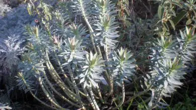 Photo of Cuidados com a planta Euphorbia rigida ou Euforbia azul
