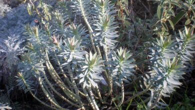 Photo of Cuidados com a planta Euphorbia rigida ou Euforbia azul