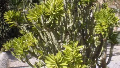 Photo of Cuidados com a planta Euphorbia royleana ou Euforbia de Royle