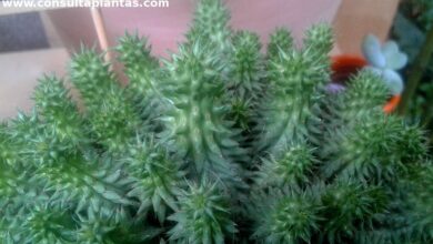 Photo of Cuidados com a planta Euphorbia suzannae ou Euphorbia susannae
