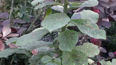Photo of Cuidados com a planta Euphorbia umbellata ou African Dairy