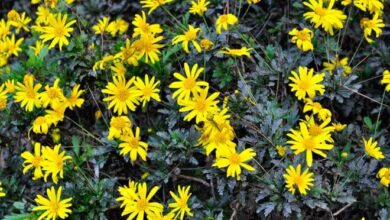 Photo of Cuidados com a planta Euryops pectinatus ou Yellow Daisy