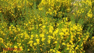 Photo of Cuidados com a planta Euryops virgineus ou mel Euryops