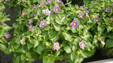 Photo of Cuidados com a planta Exacum affine ou Violeta Persa