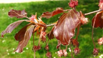 Photo of Cuidados com a planta Fagus sylvatica ou faia